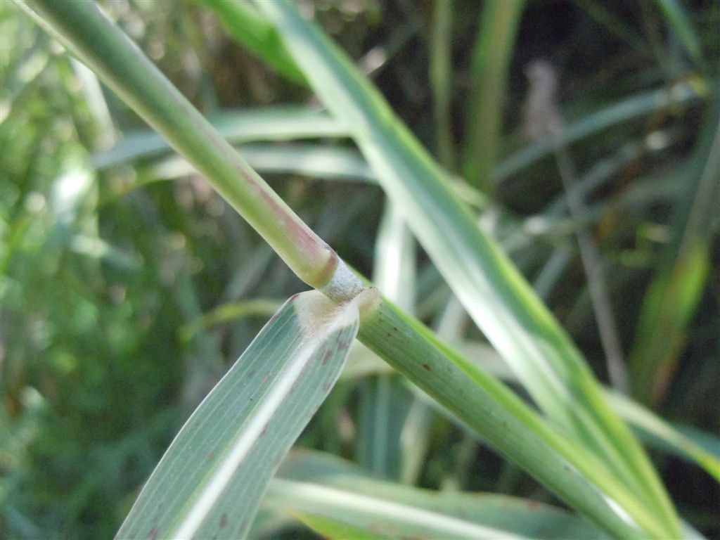 Sorghum halepense / Sorgo selvatico